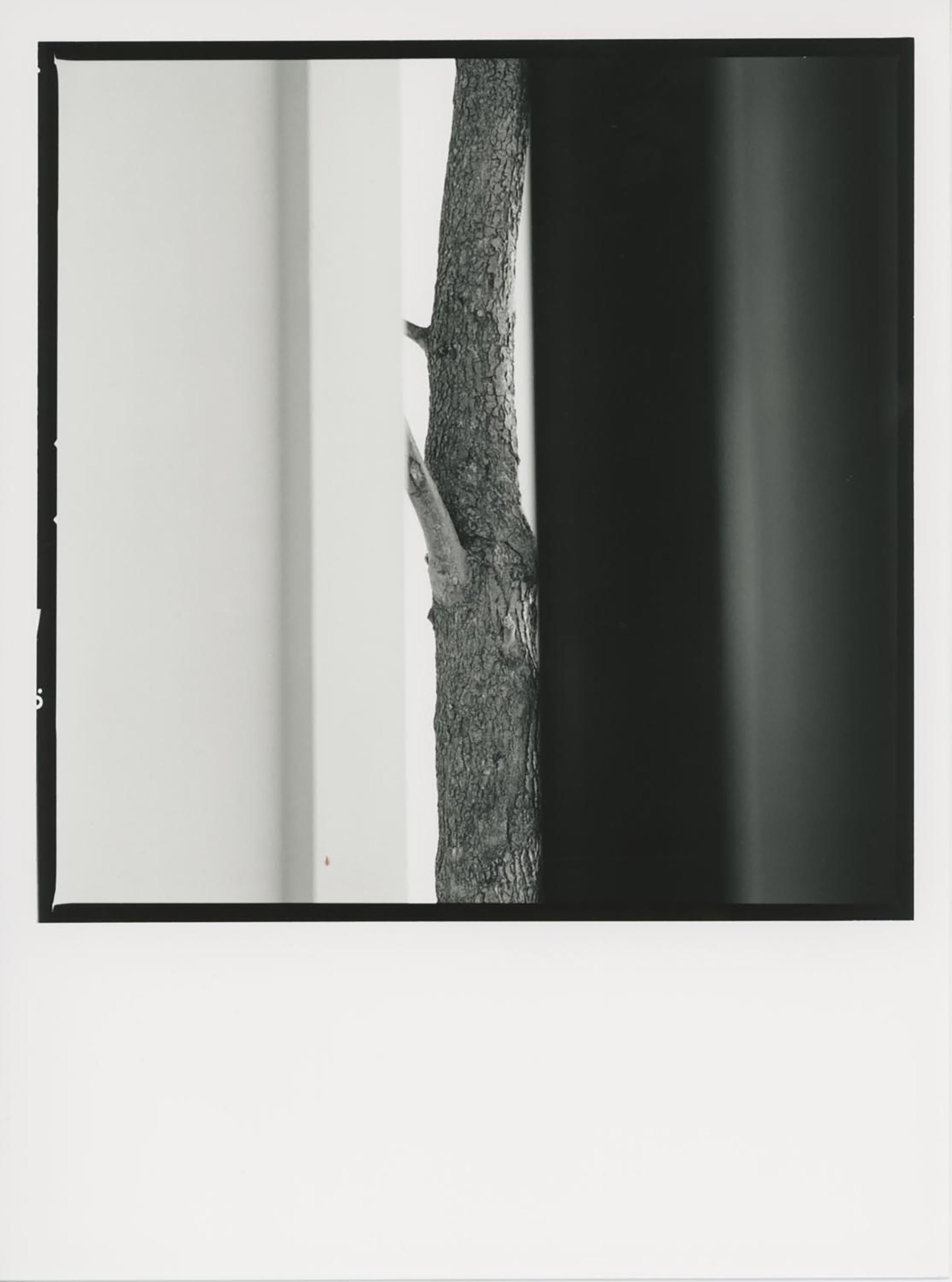 Giuseppe Penone, Alpi marittime, 1968-85 (detail)